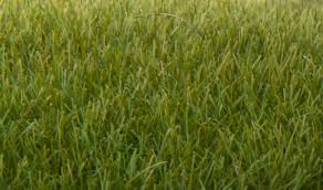 WOODLAND SCENICS Static Grass Dark Green 7mm