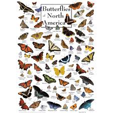 MASTER PIECES 1000-PIECEPUZZLE Butterflies of North America