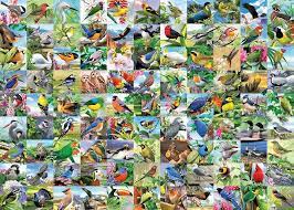 RAVENSBURGER  300-PIECE PUZZLE 99 Delightful Birds Large Format