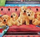 EUROGRAPHICS 1000-PIECE PUZZLE    Lounging Lab Dogs Panoramic