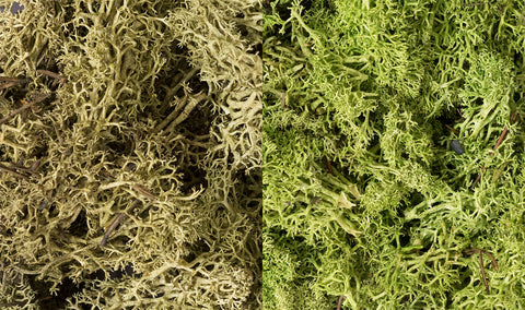 WOODLAND SCENICS Lichen: Light Spring Mix (173 cu in. bag)