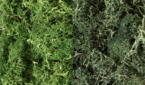 WOODLAND SCENICS Lichen: Dark Spring Mix (173 cu in. bag)
