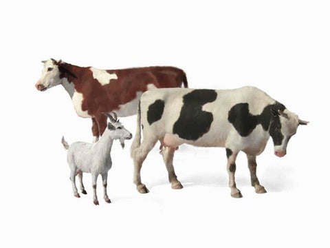MASTERBOX 1/35 Domestic Animals (2 Cows & 1 Goat)