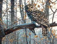 DIMENSIONS Wise Owl Paint by Number (14"x11")